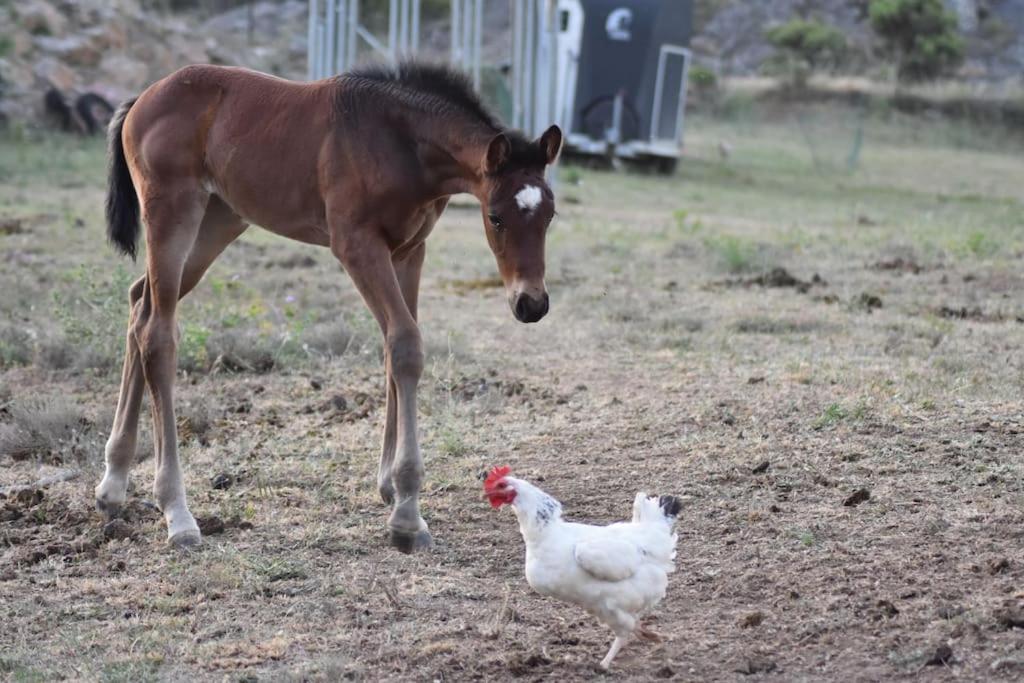 Gite A La Ferme Avec Jacuzzi Et Sauna Villefloure Exteriér fotografie